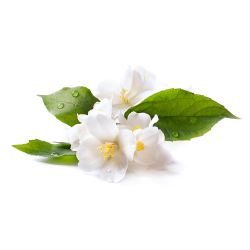 Eterično olje za suhe savne - Jasminov cvet