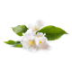 Eterično olje za suhe savne - Jasminov cvet-Savne
